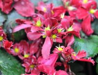 Deepest red flowers and deep green foliage